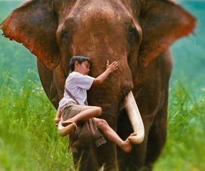 L'ELEPHANT THERAPEUTE : plongez au plus profond de vous-même